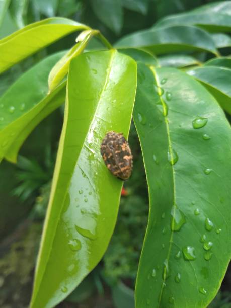 dermestidae to rodzina chrząszczy z rodziny coleoptera. inne popularne nazwy to chrząszcz spiżarniowy, kornik lub chrząszcz skórny, chrząszcz dywanowy i chrząszcz khapra - coleoptera zdjęcia i obrazy z banku zdjęć