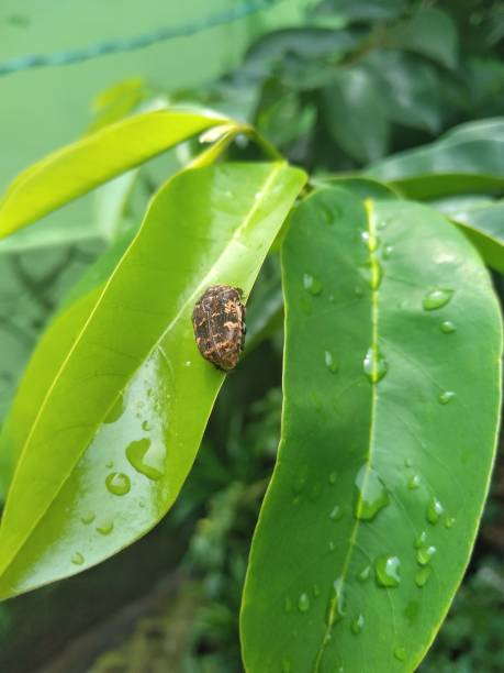 dermestidae to rodzina chrząszczy z rodziny coleoptera. inne popularne nazwy to chrząszcz spiżarniowy, kornik lub chrząszcz skórny, chrząszcz dywanowy i chrząszcz khapra - coleoptera zdjęcia i obrazy z banku zdjęć