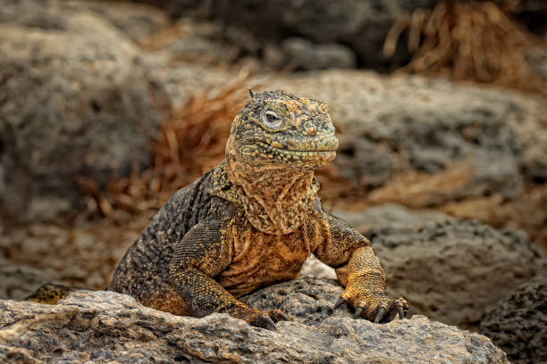 istock Iguana in Galapagos 2072135360