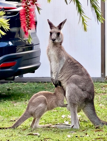 Vertical closeup photo of a baby Joey Eastern Grey Kangaroo standing in front of its mother with its head in her pouch suckling milk. Part of a parked car and a hanging red Banksia flower bush can be seen. South coast NSW in Summer. Conjola, NSW