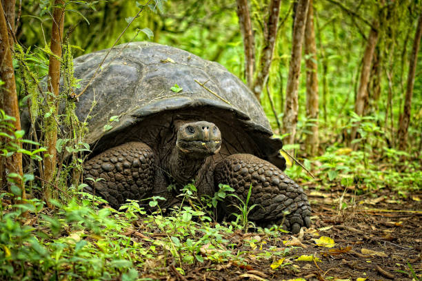Galapagos Giant Tortoise