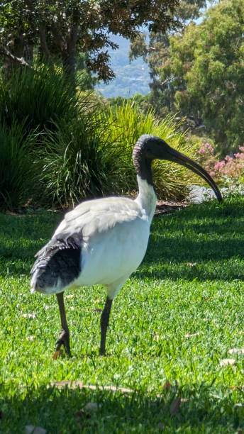 istock Side view of Threskiornis 2072156448