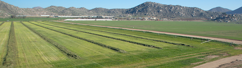 Cut and raked alfalfa field seen from aerial viewpoint in Menifee southern California United States