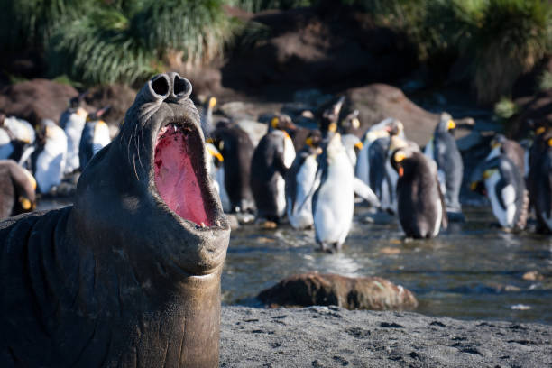 elefante marinho cercado por pinguins-rei - animal elephant seal seal yawning - fotografias e filmes do acervo