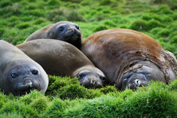 istock Elephant seals molting in Antarctica 2072187960