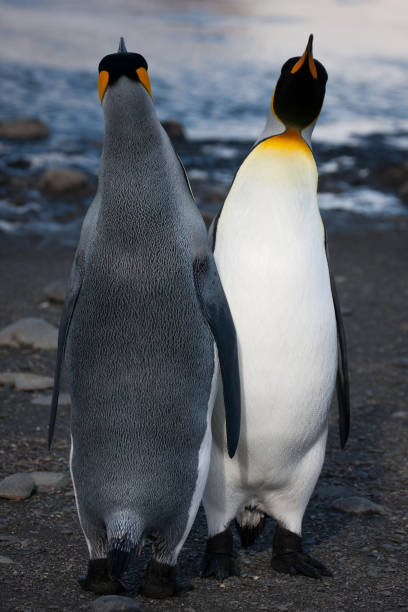 King Penguins face off King Penguins face off in Antarctica penguins fighting stock pictures, royalty-free photos & images