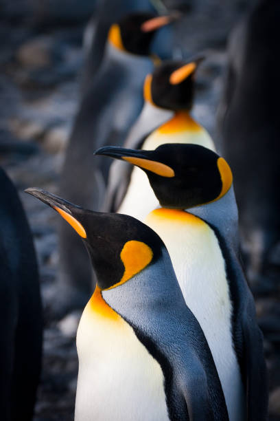 gamme de pingouins royaux - penguin leadership in a row walking photos et images de collection