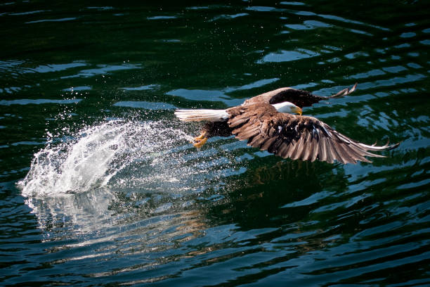 An osprey takes off after catching a salmon