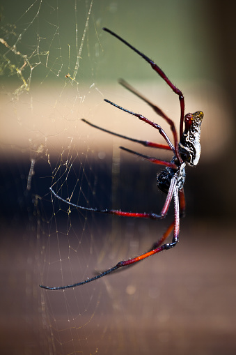 Red-legged golden orb-web spider hangs on web in South Africa