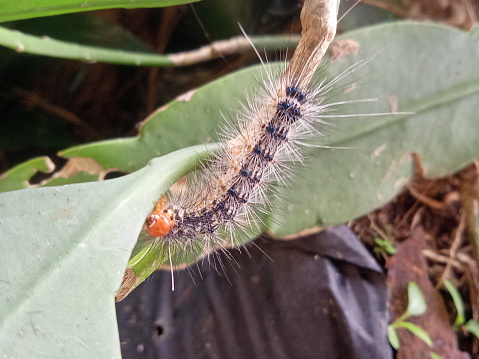 Caterpillars crawl on flower stems
