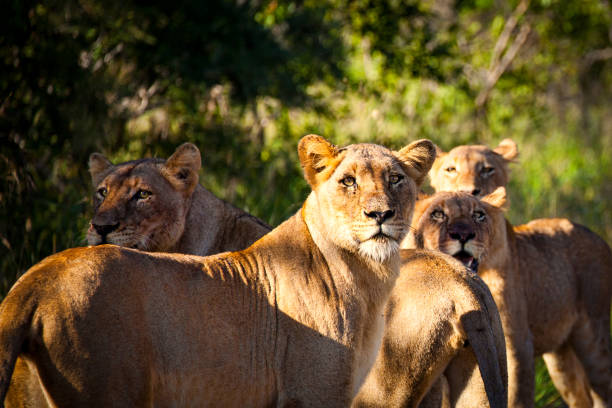 istock African lionesses (Panthers leo) in South Africa 2072215285