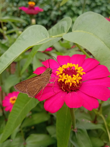 background of brown butterflies perched on red flowers