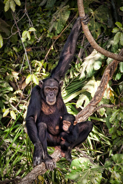 istock Chimpanzee with baby in The Gambia 2072216814
