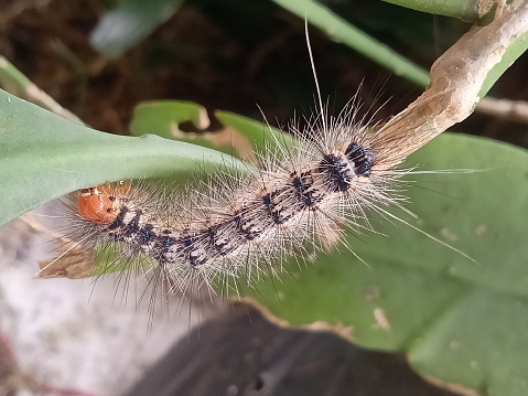 Caterpillars crawl on flower stems