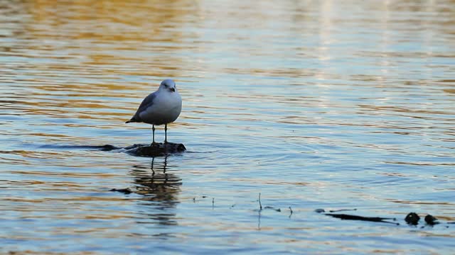 A seagull, rests and cleans feathers. white bird seagull sitting by the stone