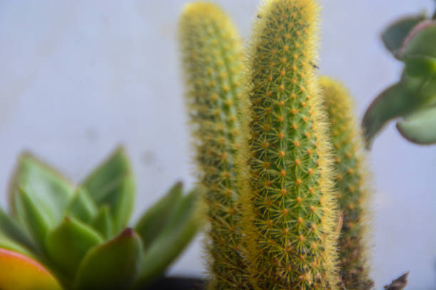 istock Macro photo of cactus flower (Cactaceae) 2072305380