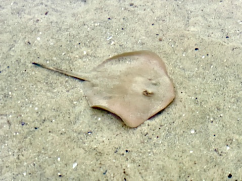 Horizontal high angle photo of a flat bodied stingray with a venomous sting on its tail swimming along close to the sand in the clear shallow estuary water at Dolphin Point near Ulladulla, south coast NSW in Summer.