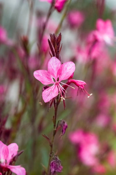 istock Lindheimer's beeblossom, pink flowers 2072329047