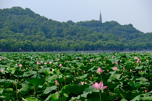 lotus flowers and leaves on west lake. In Hangzhou, Zhejiang, China