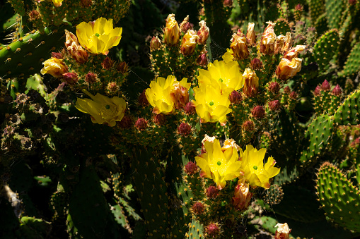 Porcupine prickly-pear cactus, plains pricklypear, hairspine cactus, panhandle pricklypear, and starvation pricklypear.  Opuntia polyacantha var. hystricina, East Sierra Nevada Mountains of California. Inyo National Forest.