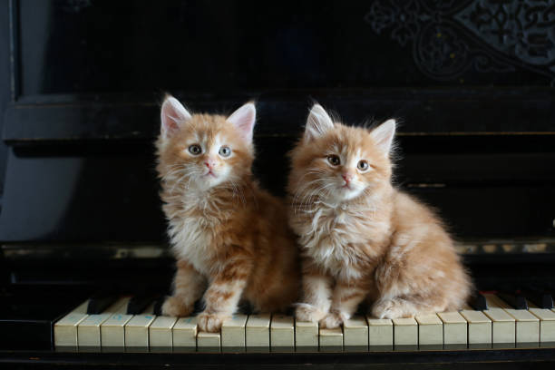 istock Two funny ginger kittens on piano keys. 2072370667