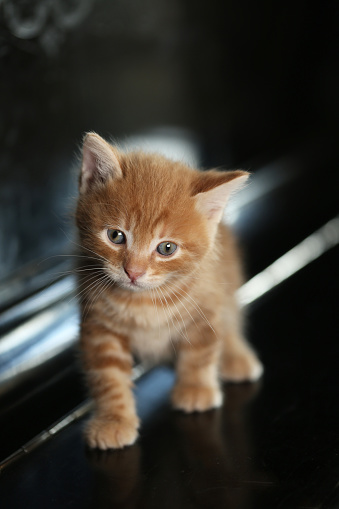funny ginger kitten home, domestic cat. Kitty red Color.  Kurilian Bobtail breed.