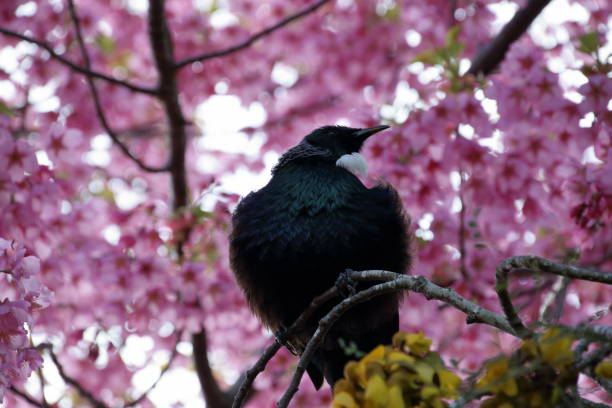 Tui in a tree