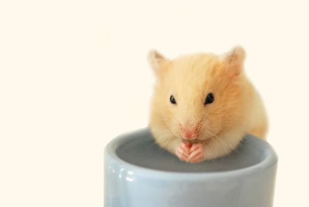 istock Cute Syrian hamster is on a simple background 2072382881