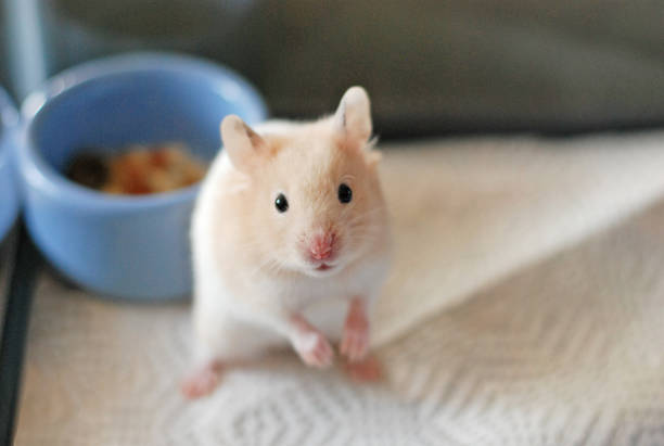istock Adorable cream colored banded golden hamster 2072382922