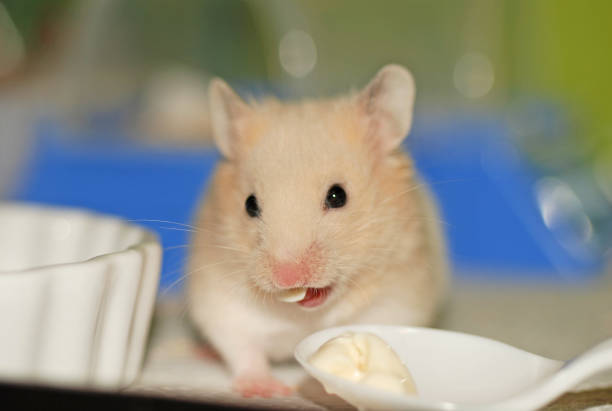 istock Adorable cream colored banded golden hamster 2072382925