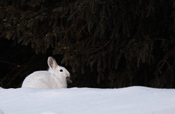 istock A snowshoe hare in winter 2072383051