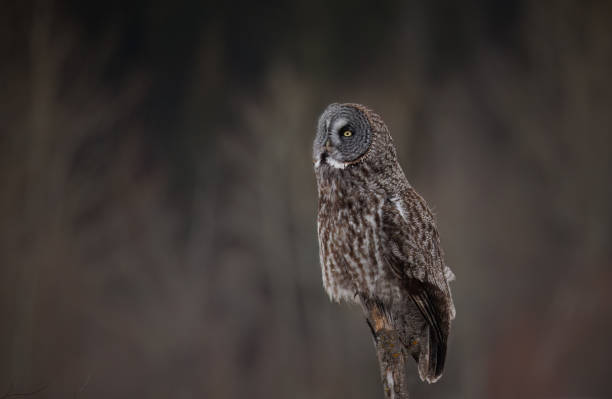 istock A great gray owl looking up from a perch 2072383062