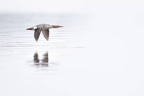 istock A common merganser flying low over a lake 2072383107