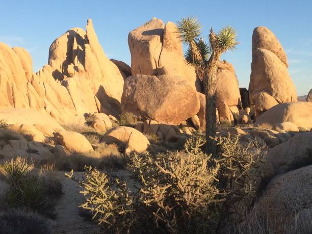 istock Joshua Tree National Park, California 2072383128