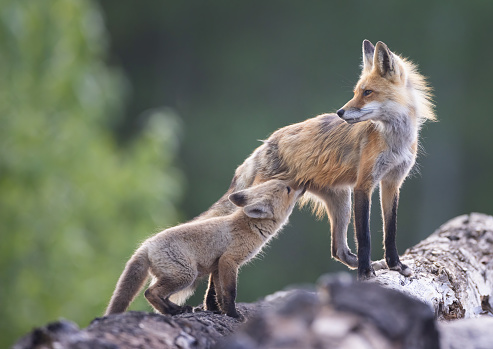 A red fox kit nurses from its mom as she stands atop a log pile