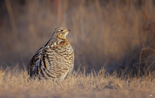 A ruffed grouse standing in short grass