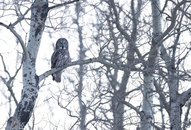 istock A great gray owl sitting on a branch 2072383244