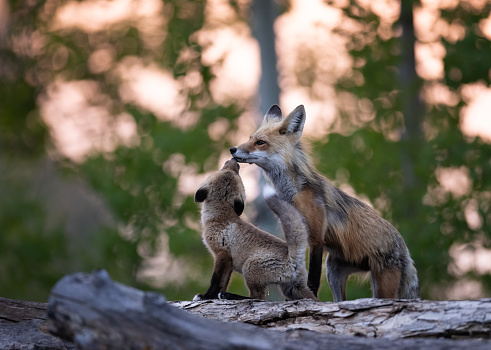 A red fox kit stands atop a log pile as it nuzzles its mother