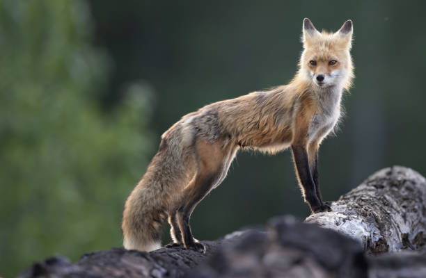 istock A red fox standing atop a log pile 2072383305