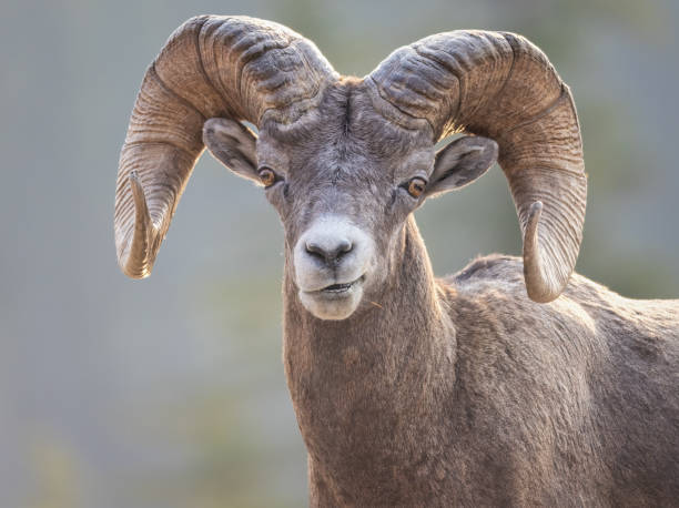 istock A bighorn ram with a smirk 2072384922
