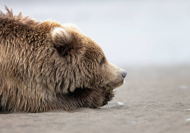 istock A grizzly bear laying on the beach 2072385438