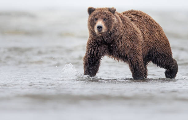 istock A brown bear walks through the water 2072385952