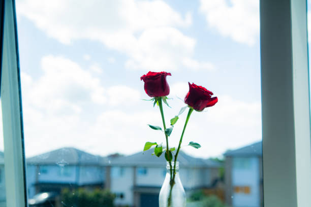 Abstract Red Roses Background