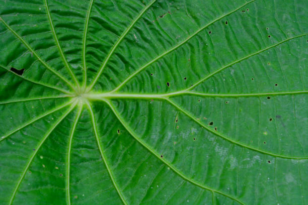 Photography of close up texture of Alocasia brisbanensis plant leaves