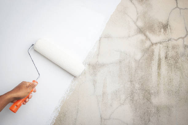 painter is painting the interior wall white - målare bildbanksfoton och bilder