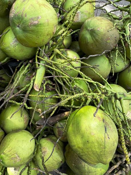 istock Fresh coconuts for sale at street market 2072446450