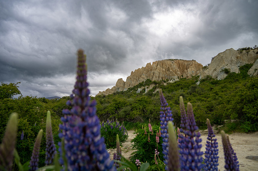 Explore New Zealand's Omarama Clay Cliffs, a geological wonder displaying rugged beauty and unique formations. Nature's masterpiece awaits. Lupines in the foreground.