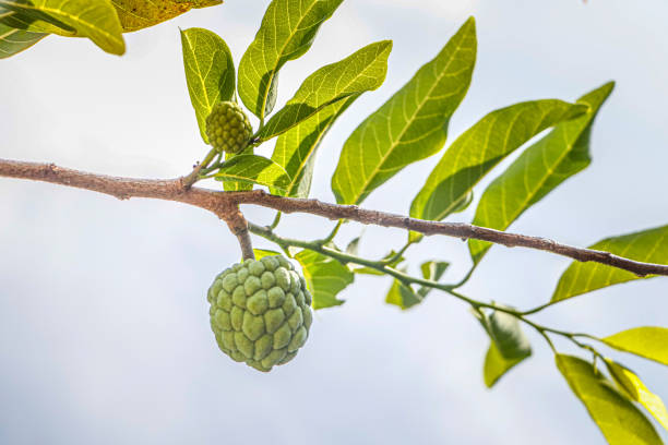 green fruit in autumn in Aceh, Indonesia.