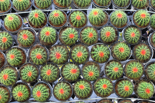 selective focus close up top view shot on golden barrel cactus (Echinocactus grusonii) group.