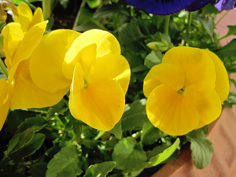 Yellow viola flowers planted in pots